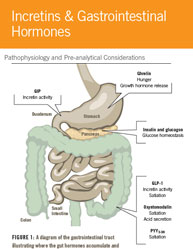 Incretins & Gastrointestinal Hormones: Pathophysiology and Pre-analytical Considerations